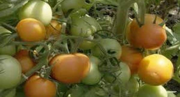 Popis kouzla odrůdy rajčat, její vlastnosti a pěstování