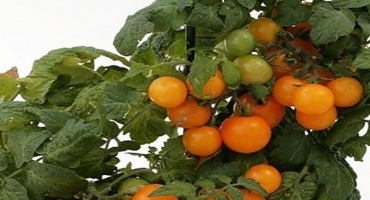 Popis odrůdy rajčete oranžová, její vlastnosti a výnos