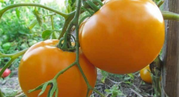 Popis odrůdy rajčete oranžový zázrak a její vlastnosti