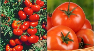 Popis odrůdy rajčat orlets, vlastnosti pěstování a produktivita