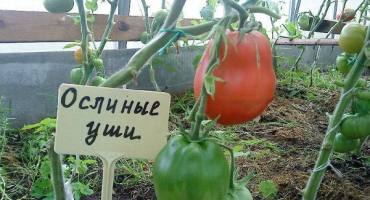 Popis odrůdy rajčat oslí uši, její vlastnosti a produktivita