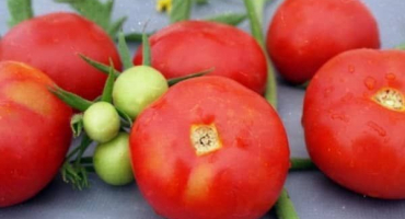 Popis odrůdy rajčat je potěšující a její vlastnosti