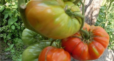 Popis odrůdy rajčat padishah a jejích vlastností