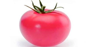 Popis odrůdy rajčat pandarose, vlastnosti pěstování a péče