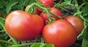 Popis odrůdy rajčat pani yan, její vlastnosti a produktivita