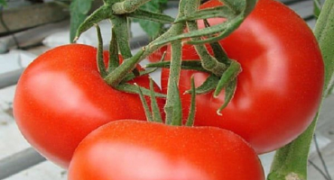 Popis parodisty odrůdy rajčat, vlastnosti pěstování