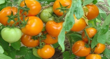 Popis odrůdy rajčat perský příběh, jeho vlastnosti a produktivita