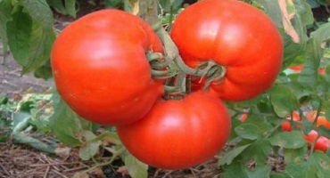 Popis odrůdy rajčat perun f1, vlastnosti pěstování a péče