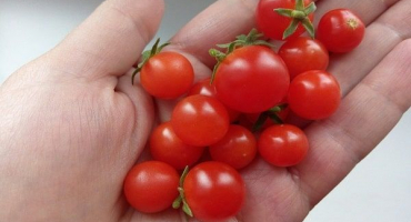 Popis odrůdy rajčete a kultivačních vlastností