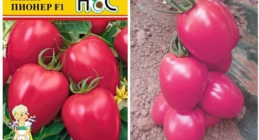 Popis odrůdy rajčat růžového průkopníka