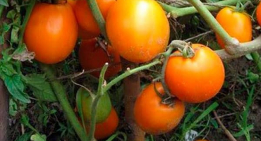 Popis pohádkového dárku odrůdy rajčat a jeho charakteristik