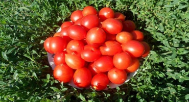 Popis odrůdy rajčete prince borghese, vlastnosti pěstování a výnos