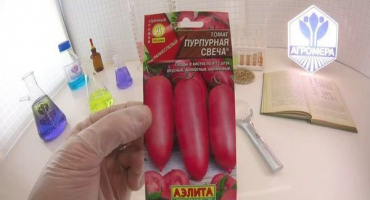 Popis fialové svíčky odrůdy rajčat, její výnos a recenze letních obyvatel