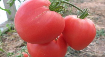 Popis odrůdy rajče planoucí srdce, vlastnosti a pěstování