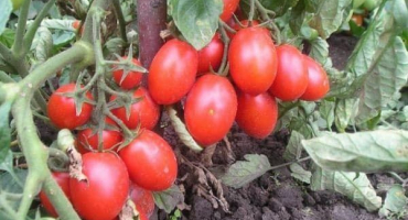 Popis odrůdy rajčat je pracovitý, vlastnosti pěstování a péče