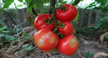 Popis odrůdy rajského jablka, vlastnosti pěstování a péče