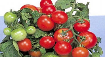 Popis odrůdy rajčat red robin, vlastnosti pěstování a péče