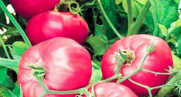 Popis odrůdy rajčat rosalisa, její vlastnosti a pěstování