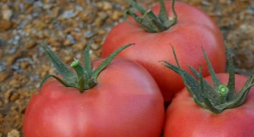 Popis odrůdy rajčat f1 roseanne a její vlastnosti