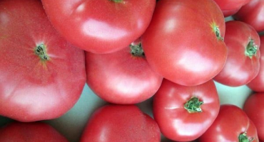 Popis odrůdy rozmarýnových rajčat a její vlastnosti