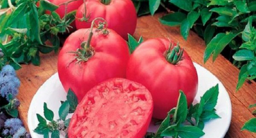 Popis odrůdy rajčete růžového snu a její vlastnosti