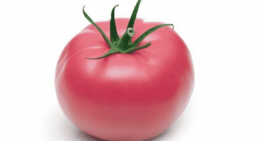 Popis odrůdy rajčatového růžového anděla, vlastnosti pěstování a péče