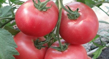 Popis odrůdy rajčat růžové masité