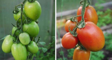 Popis odrůdy rajčat ruská říše a její vlastnosti