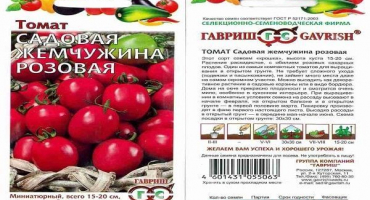 Popis odrůdy rajčat zahradní perla a její vlastnosti