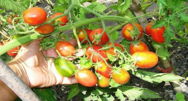 Popis odrůdy rajčat cukr švestka malina, péče o ni