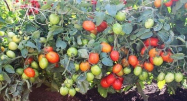 Popis odrůdy rajčat sugar mouth, její vlastnosti a výnos