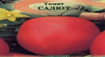 Popis pozdravu odrůdy rajčat, vlastnosti pěstování a péče