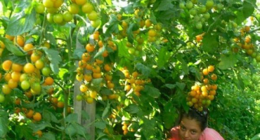 Popis odrůdy rajčat letního slunce, její vlastnosti a produktivita