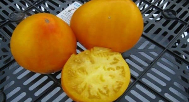 Popis odrůdy rajčat samokhval, vlastnosti pěstování a péče