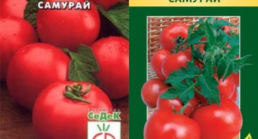 Popis odrůdy samurajských rajčat, vlastnosti pěstování a péče