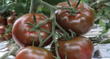 Popis odrůdy rajčat sasher, její vlastnosti a pěstování