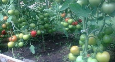 Popis odrůdy semen rajčat f1, vlastnosti pěstování a produktivita