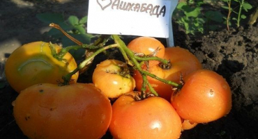Popis odrůdy rajčat v srdci ašchabad a jejích charakteristik