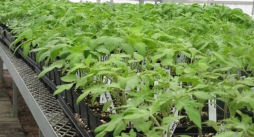 Popis srdce odrůdy rajčete, kultivačních funkcí a výnosu