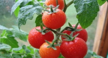 Popis odrůdy rajčat severenok a její vlastnosti