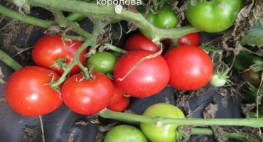 Popis odrůdy rajčat north queen, vlastnosti pěstování a péče