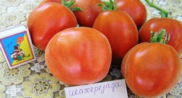 Popis odrůdy rajčat šeherezáda a její vlastnosti