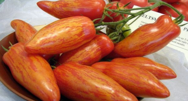 Popis odrůdy rajčat sherkhan a jejích vlastností