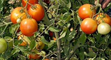 Popis odrůdy rajčat shiva f1, její vlastnosti a produktivita