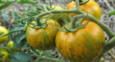 Popis odrůdy sibiřského malachitu rajčete a jeho vlastností