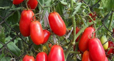 Popis odrůdy rajčat sibiřské překvapení, vlastnosti pěstování a péče