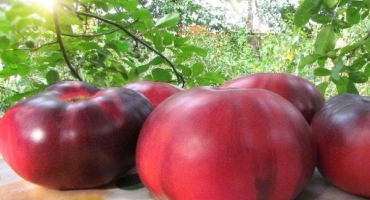 Popis odrůdy rajčat sibiřský tygr, její vlastnosti a výnos