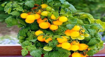 Popis odrůdy rajčete sýkory, doporučení pro pěstování