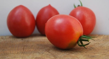 Popis odrůdy rajčat slavianka, její vlastnosti a produktivita