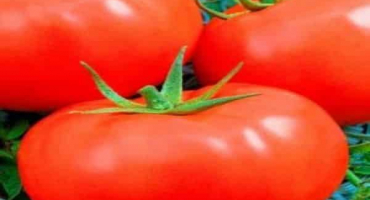 Popis odrůdy rajčat slovanské mistrovské dílo, péče o rostliny